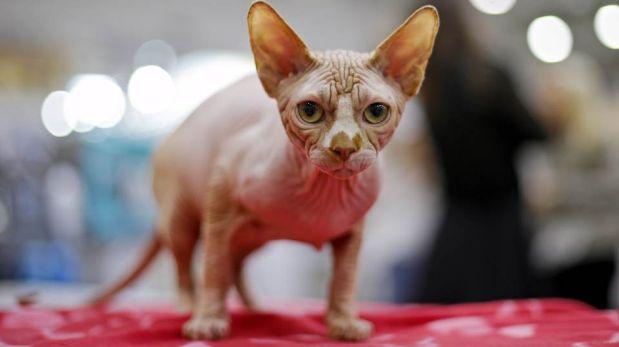 Critican por maltrato animal a ruso que tatuó a gato sin pelo