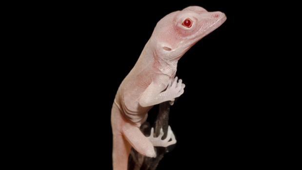 Lagartijas albinas son los primeros reptiles modificados genéticamente