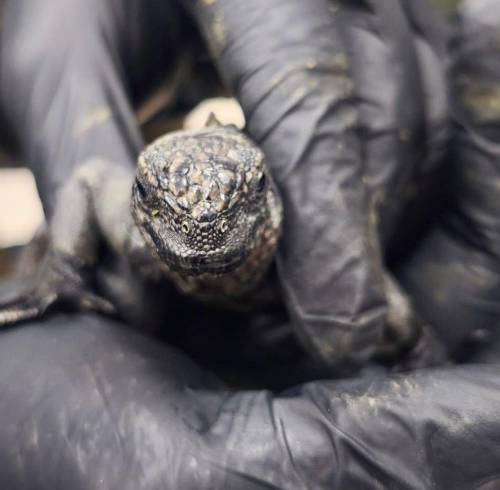 Fotografía que muestra a una de las 32 iguanas rescatadas.