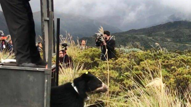 El oso fue liberado en la provincia de Cotopaxi hacia el Parque Nacional Cayambe Coca.