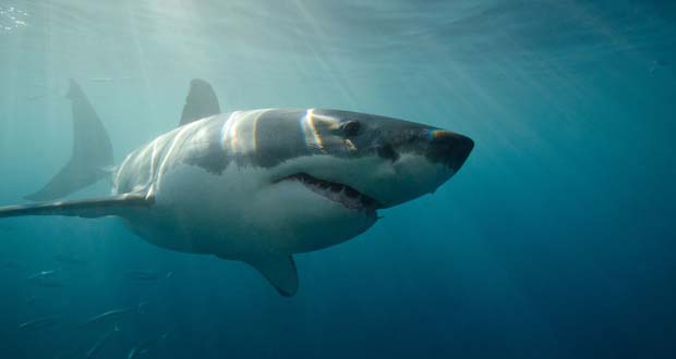 Nuevo ataque de tiburón en la costa sureste de EE.UU.