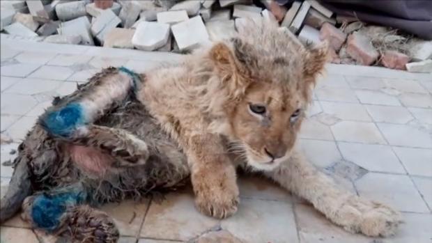 Rescatan a Simba, el cachorro de león al que partieron las patas para que los turistas se tomen fotos con él