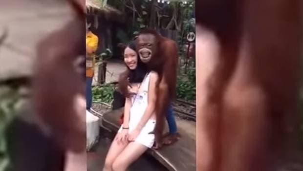 El viral video de un orangután sonriend para una fotografía