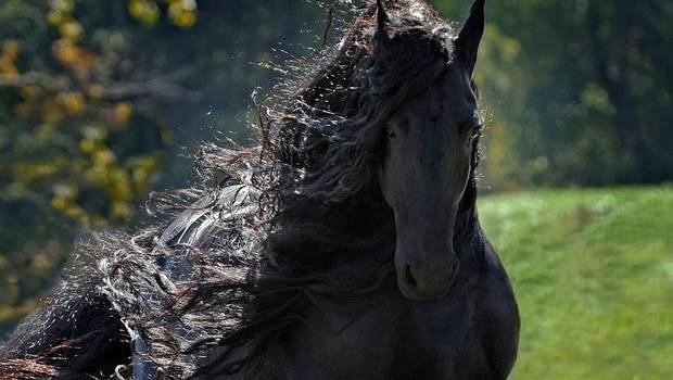 Frederick "the Great", el caballo más guapo del mundo