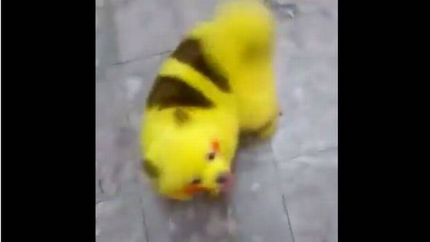 Joven tiñe a su perro como Pikachu y recibe criticas en redes