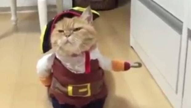 Un gato disfrazado de pirata es un éxito en redes