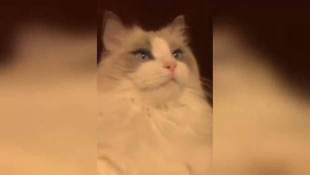 La cara de un gato cuando se lava los dientes