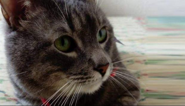 Manu, el gato que se perdió cuando hizo escala en Lima
