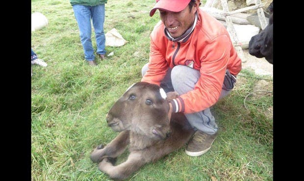 Nace una ternera con dos cabezas en el norte de Perú
