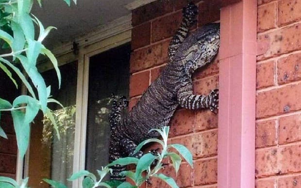 Una goanna gigante espanta a un hombre en Australia