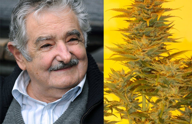 "Mujica gold", la nueva semilla de marihuana para fans de Mujica