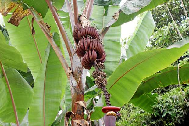 Colombia combate plaga 'Mal de Panamá' que afecta al banano