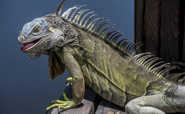 Anuncian lluvia de iguanas verdes en EE.UU. por bajas temperaturas