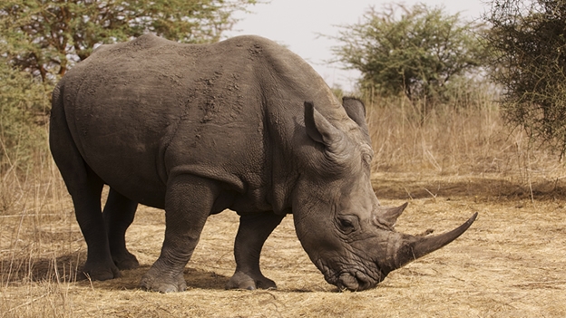 No hay tregua en la matanza de rinocerontes en Sudáfrica