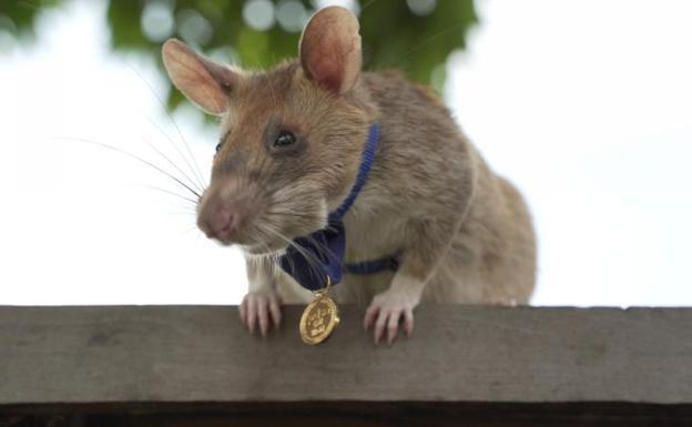 Rata experta en detectar minas se 'jubila' en Camboya tras cinco años de servicio