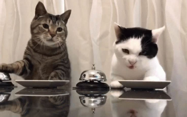 Gatitos tocan campana para pedir comida