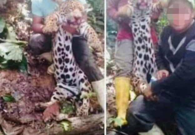 Comuneros mataron a un jaguar y lo expusieron en redes sociales; sucedió en Morona Santiago