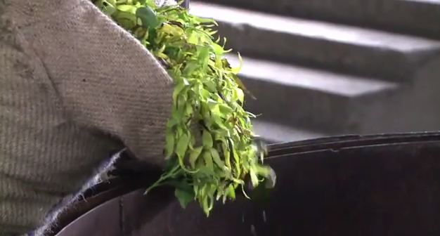 La flor del ylang ylang, oro para las Comoras y reina de los perfumes