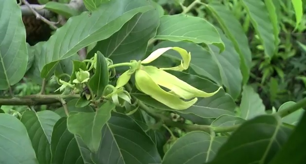 La flor del ylang ylang, oro para las Comoras y reina de los perfumes