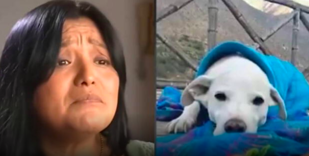 $!Mujer llevó a su perrito a la peluquería y 10 minutos después le avisaron que murió: necropsia arrojó inesperado resultado