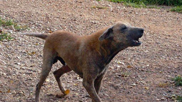 Ministerio de Ambiente asegura que perros ferales mataron a ovejas en Cotopaxi