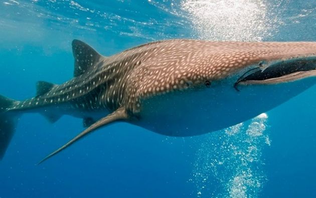 El secreto en la piel de los tiburones de Galápagos