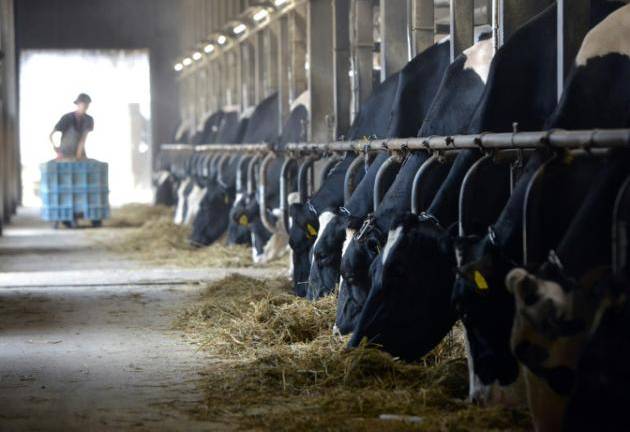 Suplemento alimenticio para vacas podría combatir cambio climático