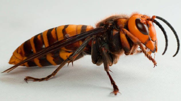 Alerta en EEUU por llegada de avispas letales