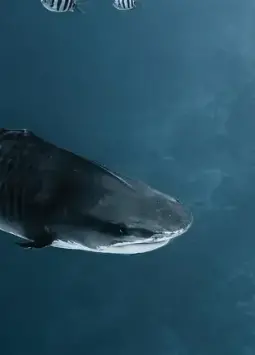 VIDEO | La increíble historia de Fin y otras noticias ambientales que debes conocer