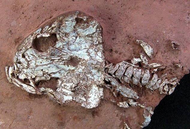 Descubren dos nuevas especies extinguidas de anfibios