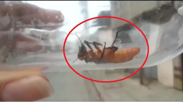 Insecto gigante similar a la "Vespa Mandarinia" fue vista en Daule