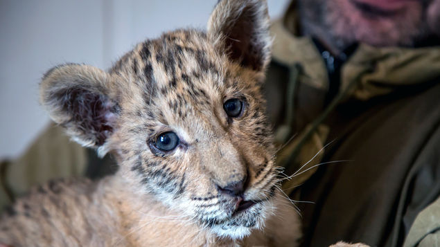 Nace un ligre, cruce entre un león y una tigresa, en un zoo de Rusia