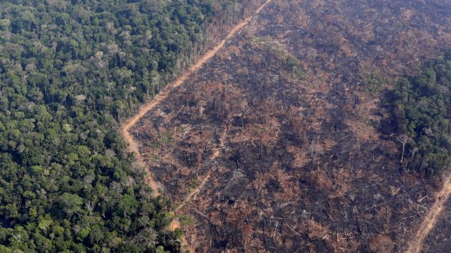 Ecuador, uno de los países con la mayor cantidad de bosque amazónico perdido durante 2020