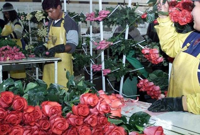 Ecuador exporta 15.000 toneladas de flores por San Valentín