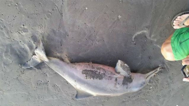 Un delfín muere a manos de turistas en Argentina