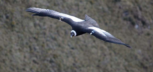 Ecuador celebra al Cóndor Andino, una especie que desafía a su extinción
