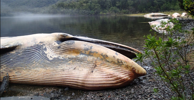 Más de una decena de ballenas mueren en las costas del extremo sur de Chile
