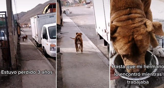 VIDEO: El emotivo encuentro entre una familia y su mascota perdida