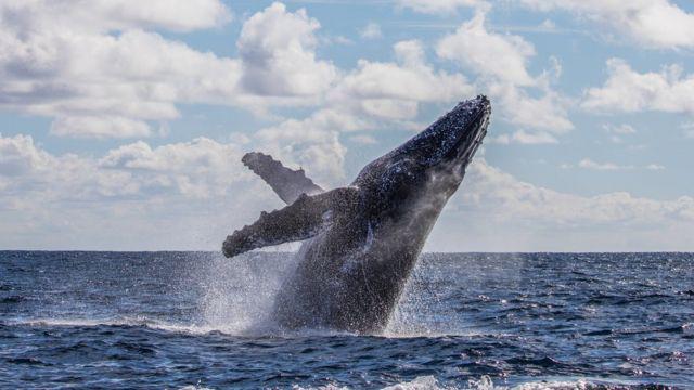 Un pescador de EE.UU. asegura haber sido engullido por una ballena jorobada: intentó comerme