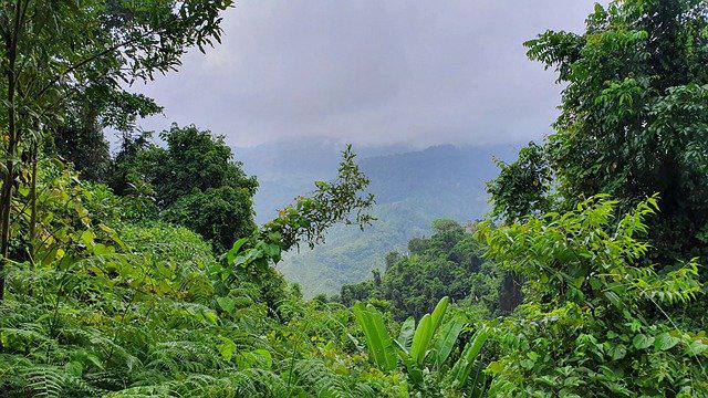 $!Las regiones dentro de Ecuador en las que viven los ocelotes son el Bosque Húmedo Tropical del Chocó, Bosque Húmedo Tropical Amazónico, Bosque Deciduo de la Costa, Matorral Seco de la Costa, entre otras.