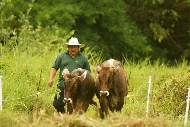 Ecuatoriana investiga cómo reducir el consumo de carne