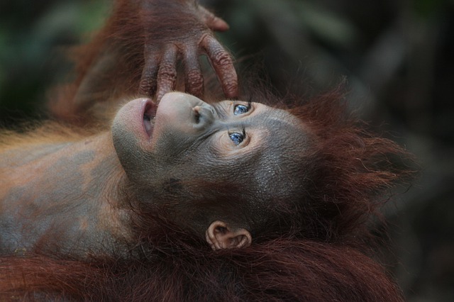 Científicos logran crear un organismo vivo tras el cruce genético entre monos y humanos