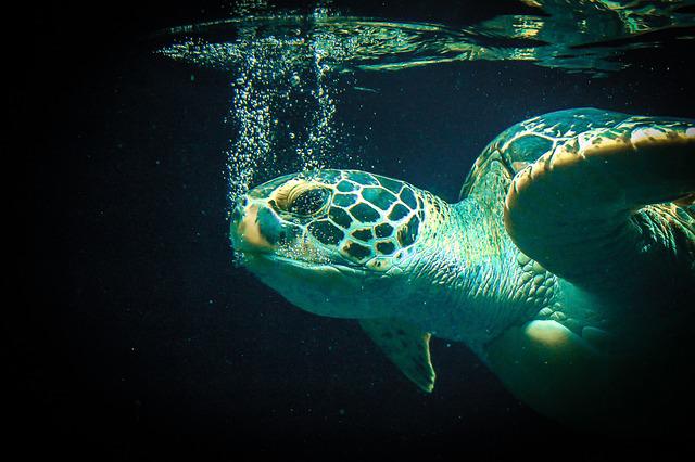 El aumento del nivel del mar pone en jaque el futuro de las tortugas marinas de Ecuador y el resto del mundo