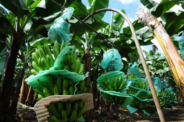 Productividad: el desafío del sector bananero