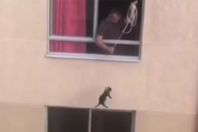 Indignación por video de hombre que “pasea” a su perro colgándolo de una cuerda desde un segundo piso