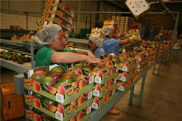 Ecuador exportará mango a China desde este año