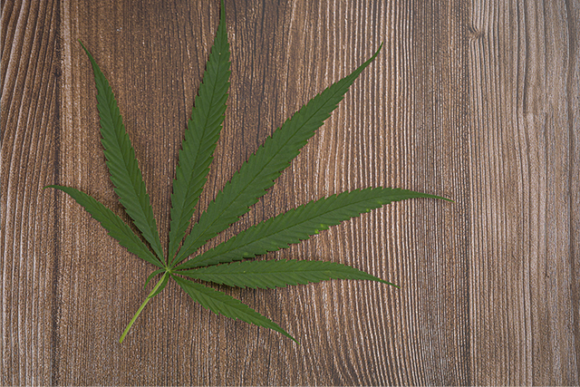 420: ¿Por qué los consumidores de marihuana celebran hoy?