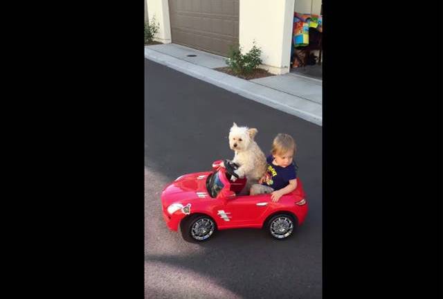 La perrita que conduce el carro de juguete de su dueño