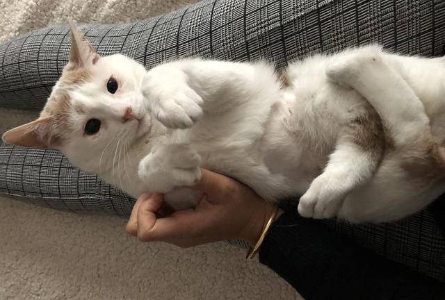 Panchini, el gatito con discapacidad que inspira una iniciativa en Instagram