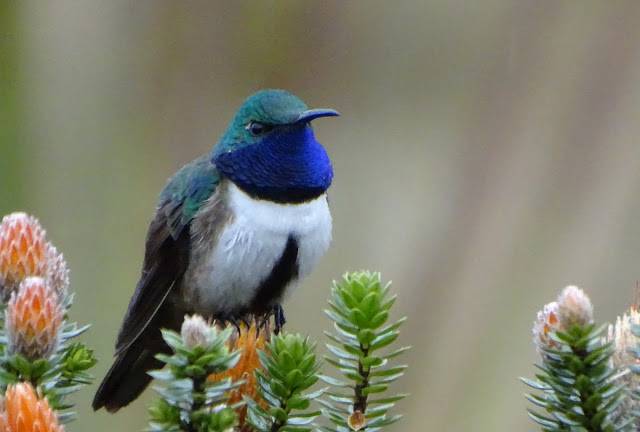 Ecuador, un paraíso para las aves más diminutas del mundo